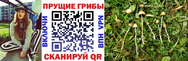 Псилоцибиновые грибы GOLDEN TEACHER Торжок